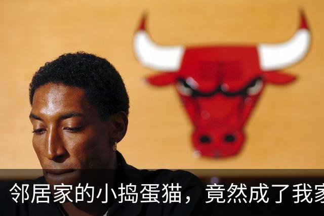 邻居家的小捣蛋猫，竟然成了我家猫的“打手”！